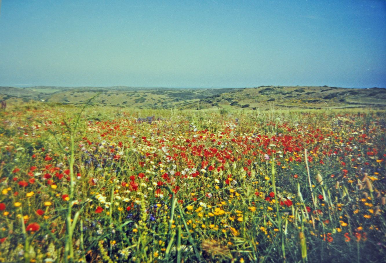 Träume vom Frühling in Portugal