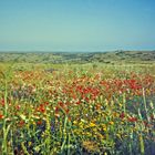 Träume vom Frühling in Portugal