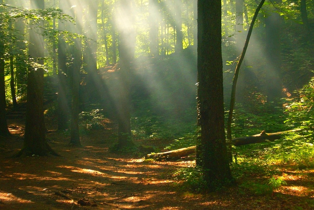 Träume von der lauen, würzigen Waldluft im Sommer