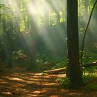 Träume von der lauen, würzigen Waldluft im Sommer