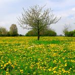 Träumen im Blumenmeer