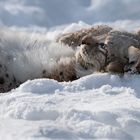 Träumen im Schnee