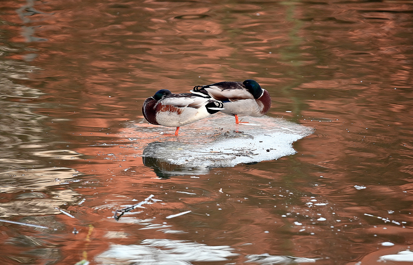 Träumen in der Nachmittagssonne auf der Obertrave in Lübeck