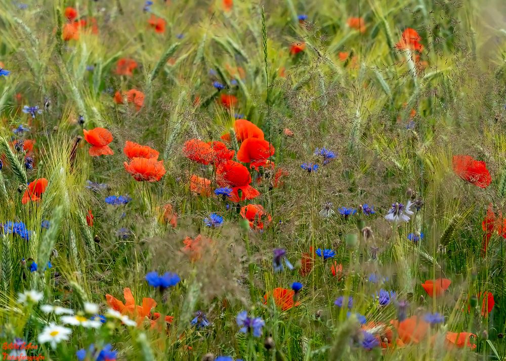 Träumen in der Sommerwiese