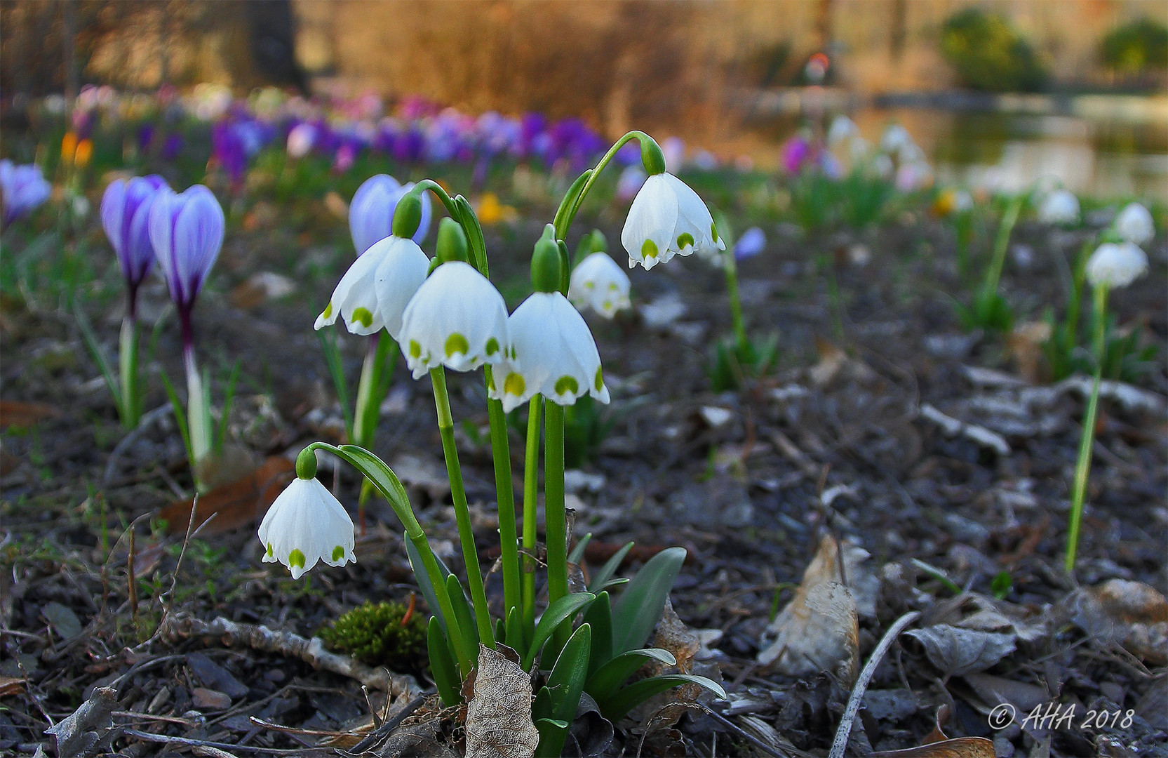 Träumen vom Frühling