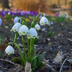 Träumen vom Frühling