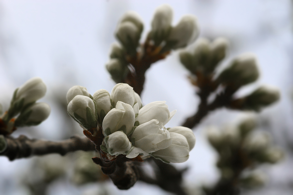 Träumen vom Frühling