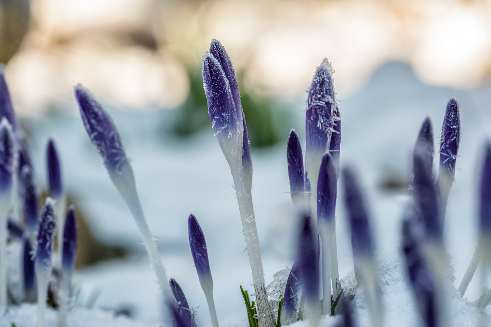 Träumen vom Frühling