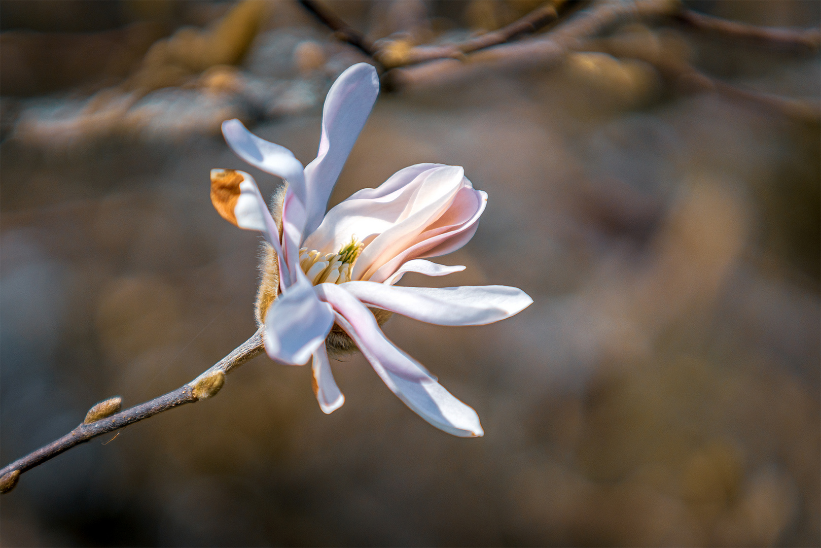 Träumen vom Frühling