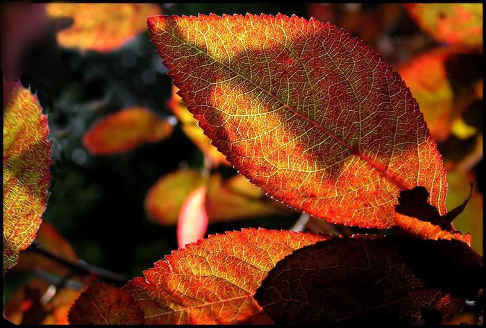 Träumen vom Herbst