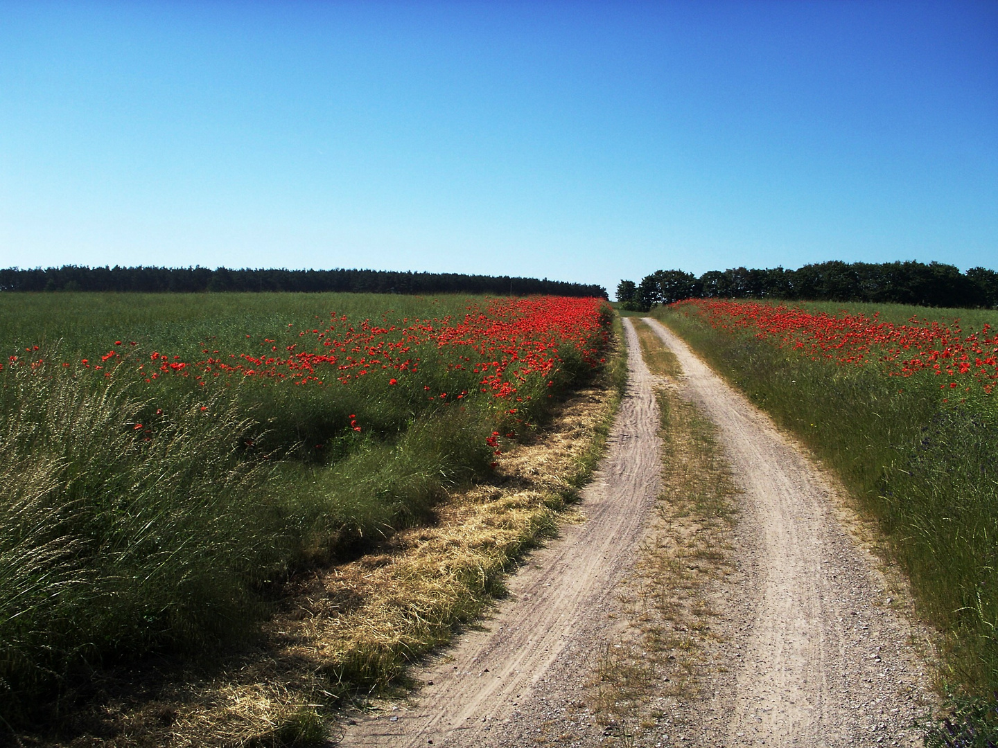 Träumend durch den Sommer