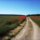 Träumend durch den Sommer