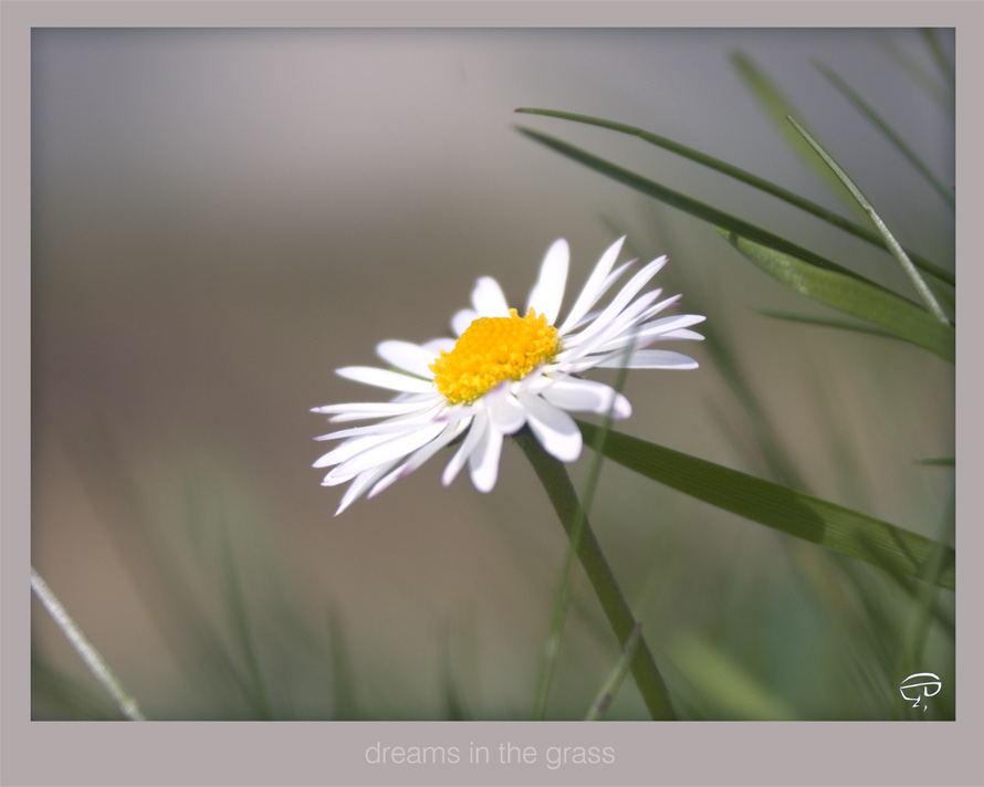 träumend im Gras