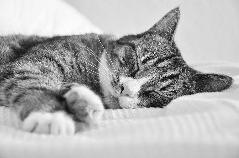 träumende Katze Foto & Bild | tiere, haustiere, katzen Bilder auf