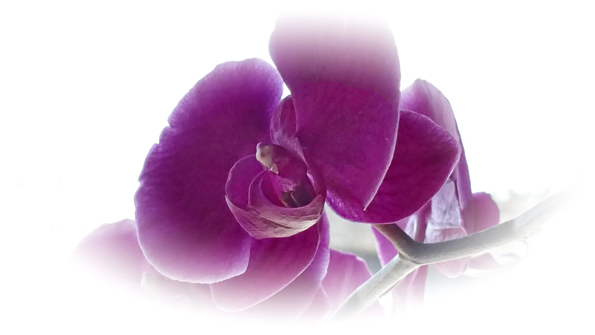 träumende Orchidee