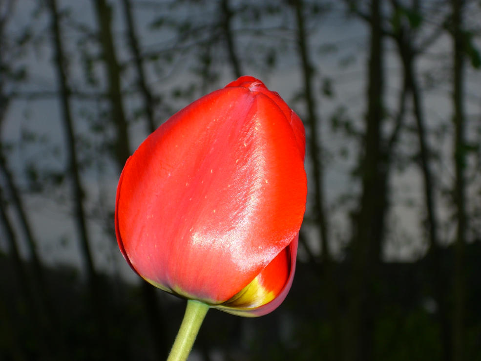 Träumende Tulpe