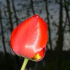 Träumende Tulpe