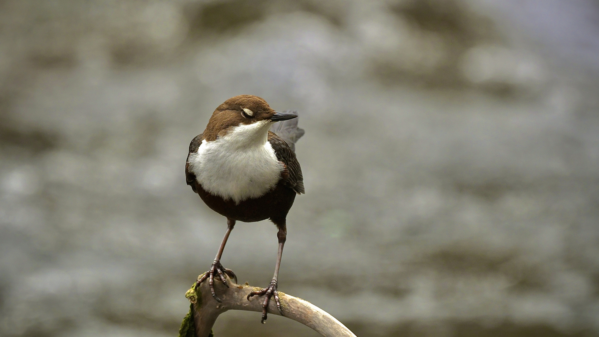 Träumende Wasseramsel