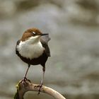 Träumende Wasseramsel