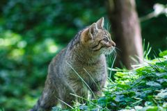 Träumende Wildkatze