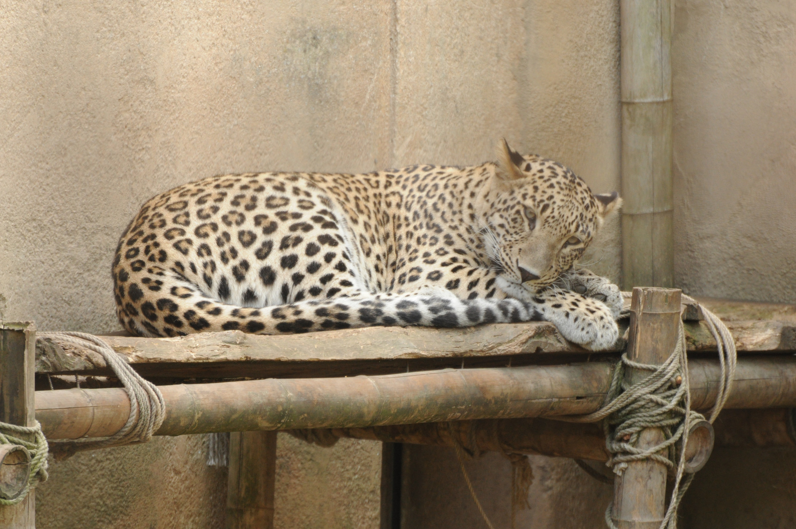 Träumender Leopard