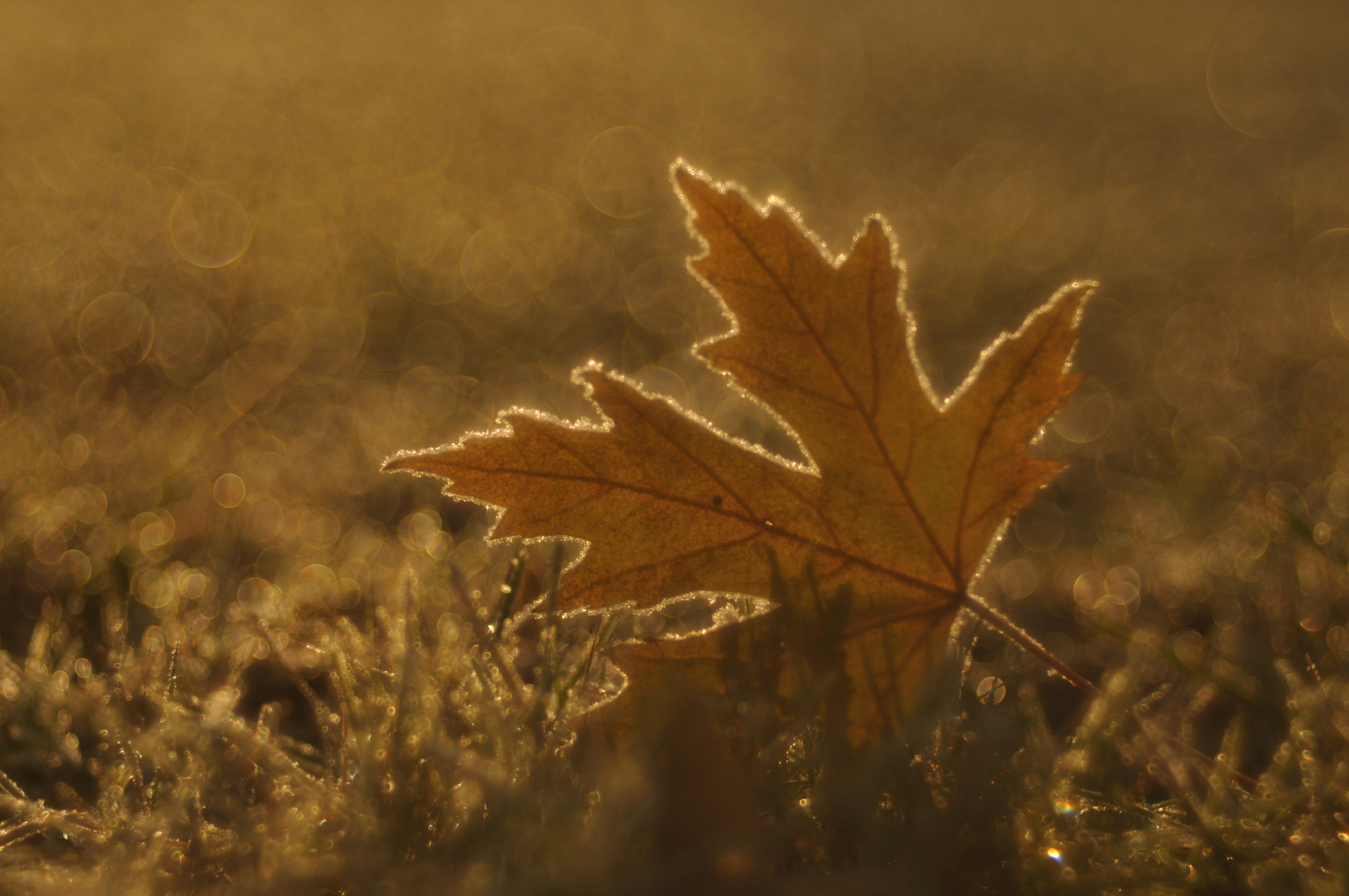 Träumendes Blatt