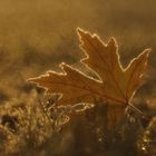 Träumendes Blatt