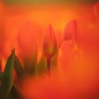 Träumerei aus Tulpen