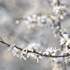 Träumerei im Sonnenlicht