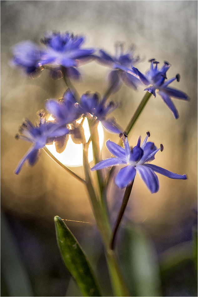 träumerei in blau