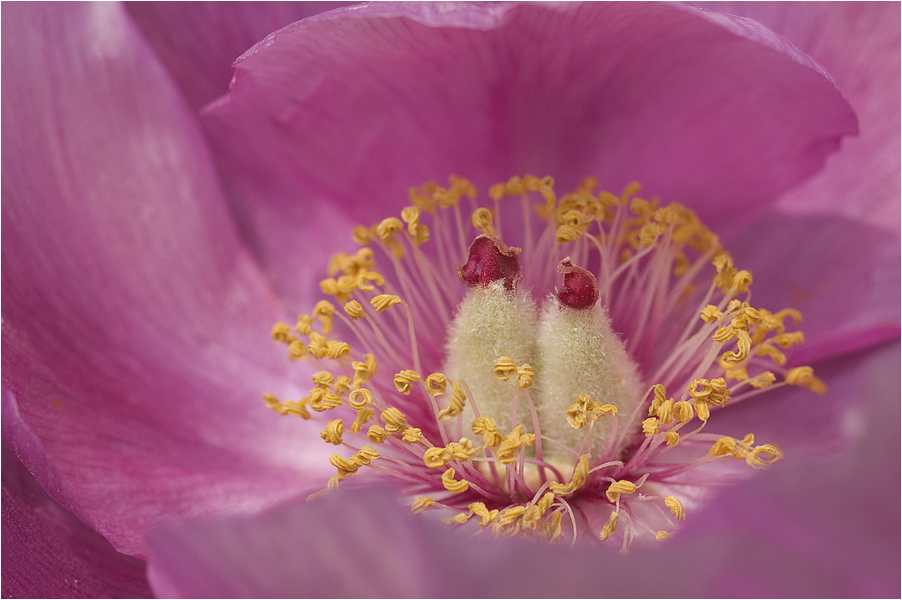 Träumerei in rosa