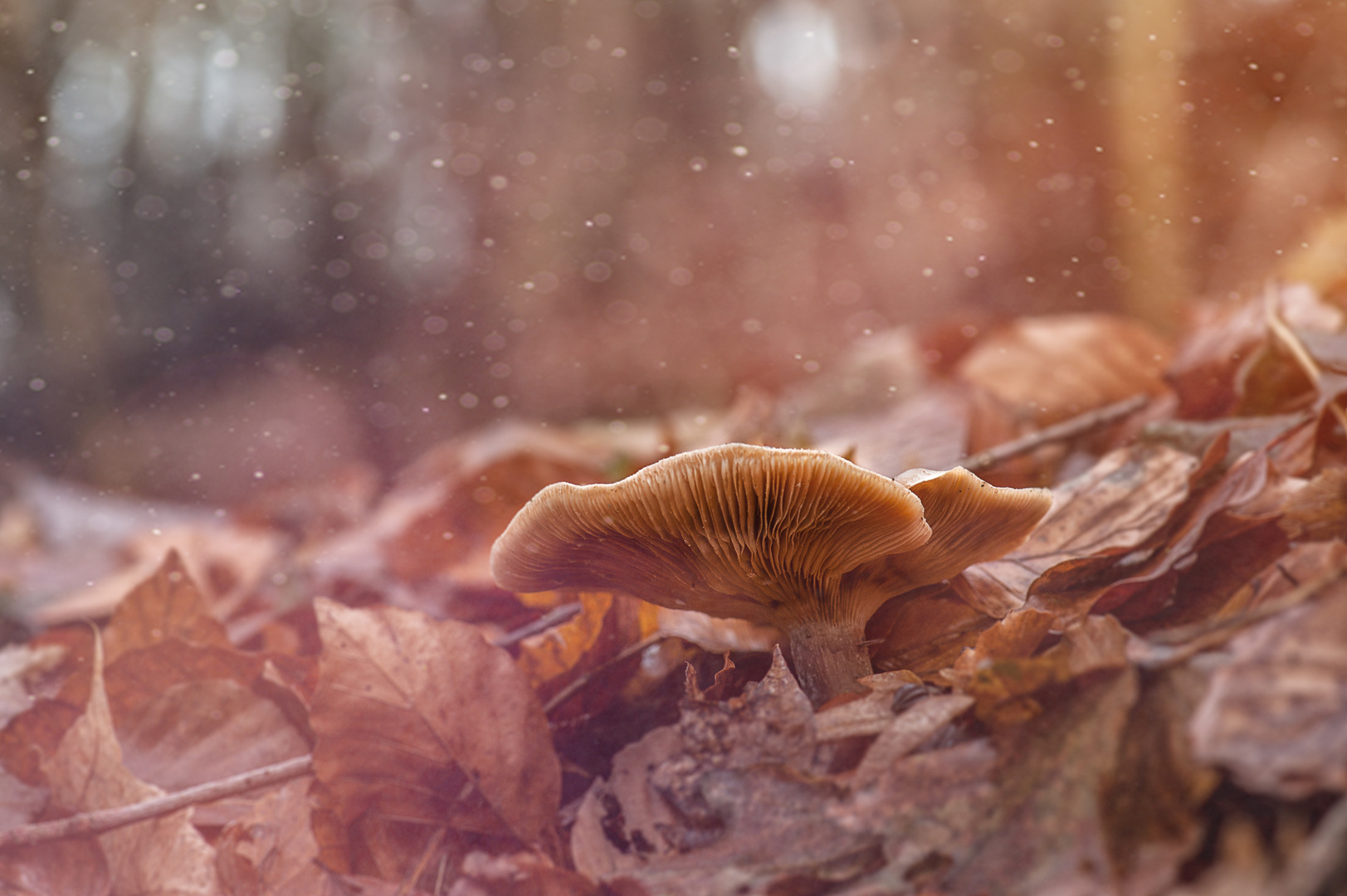 Träumerische Tage vor dem Winter