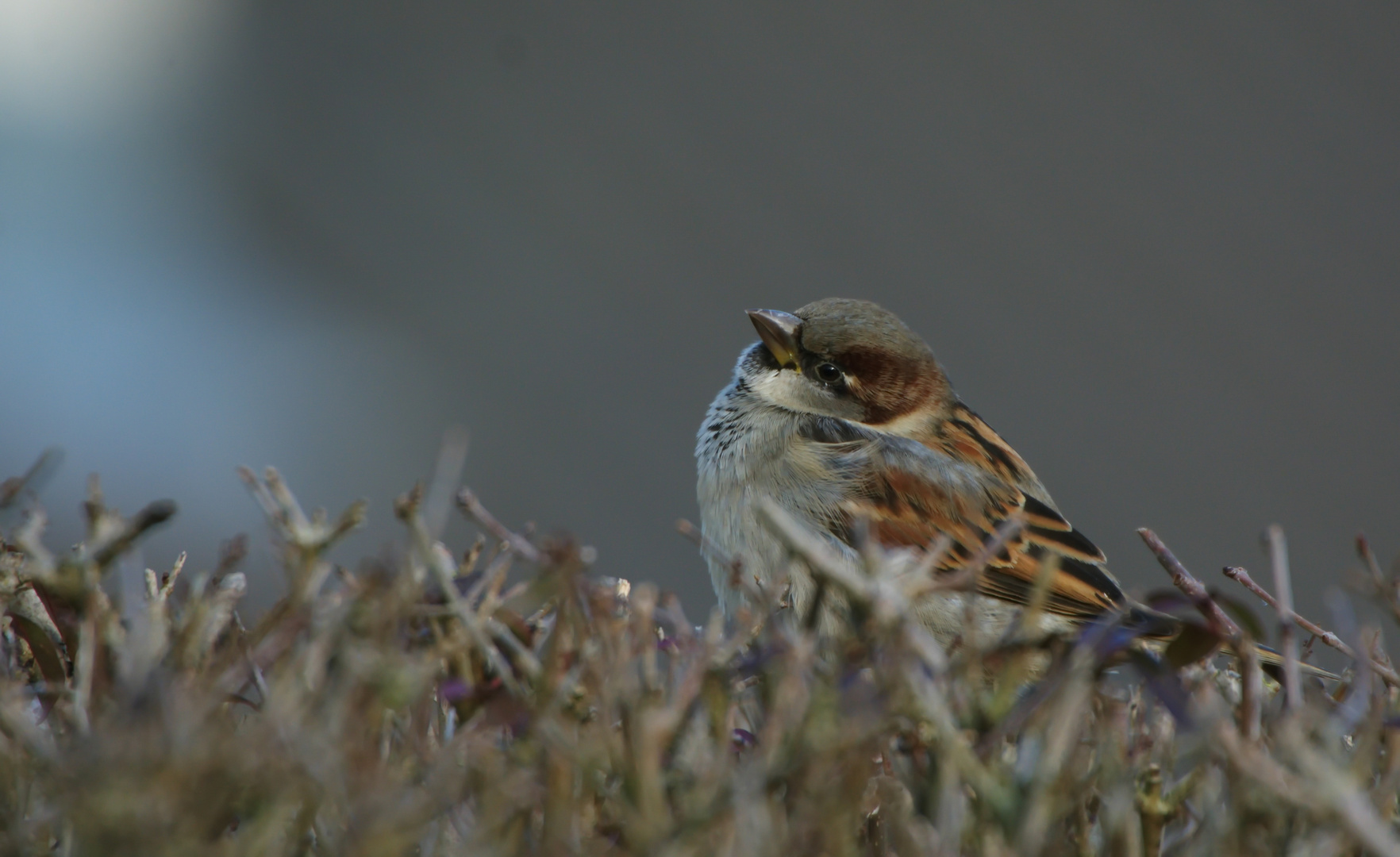 Träumerischer Spatz