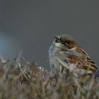 Träumerischer Spatz