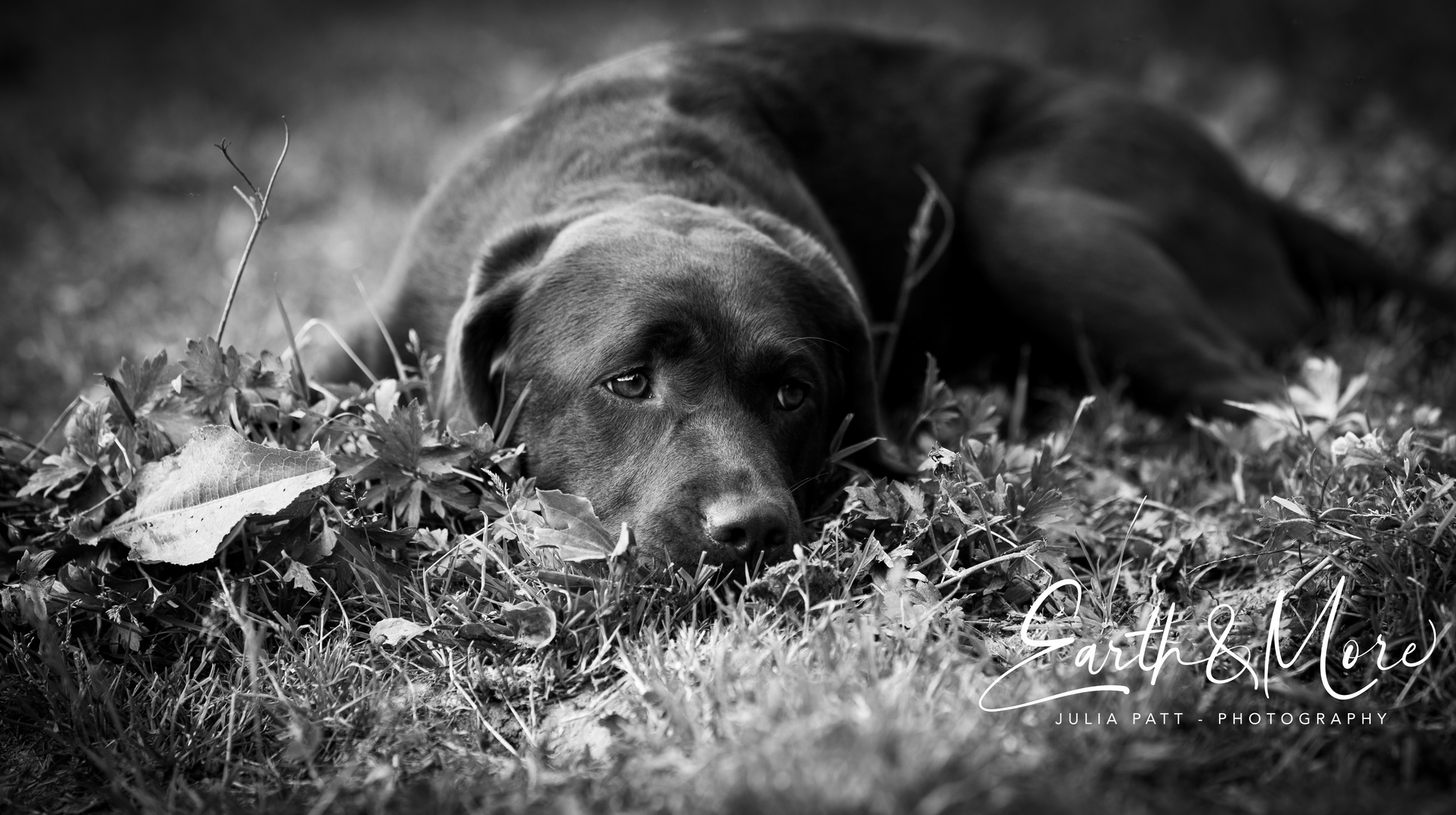 Träumerisches Labrador-Mädchen