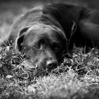 Träumerisches Labrador-Mädchen