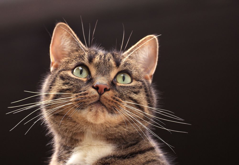 ** Träumerle ** Foto & Bild | tiere, haustiere, katzen Bilder auf