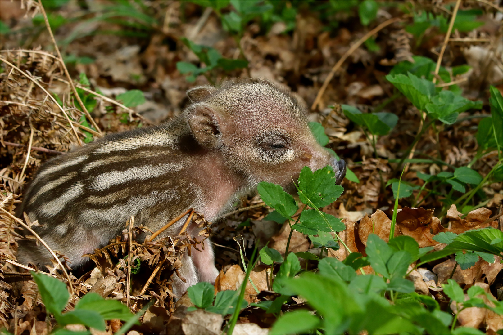 Träumerle - Frischling, wildlife  - 