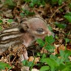 Träumerle - Frischling, wildlife  - 