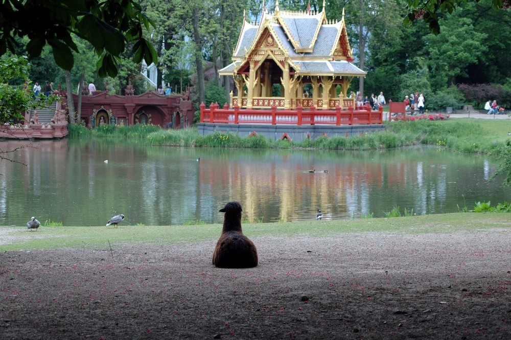 Träumt das Lama von Tibet !