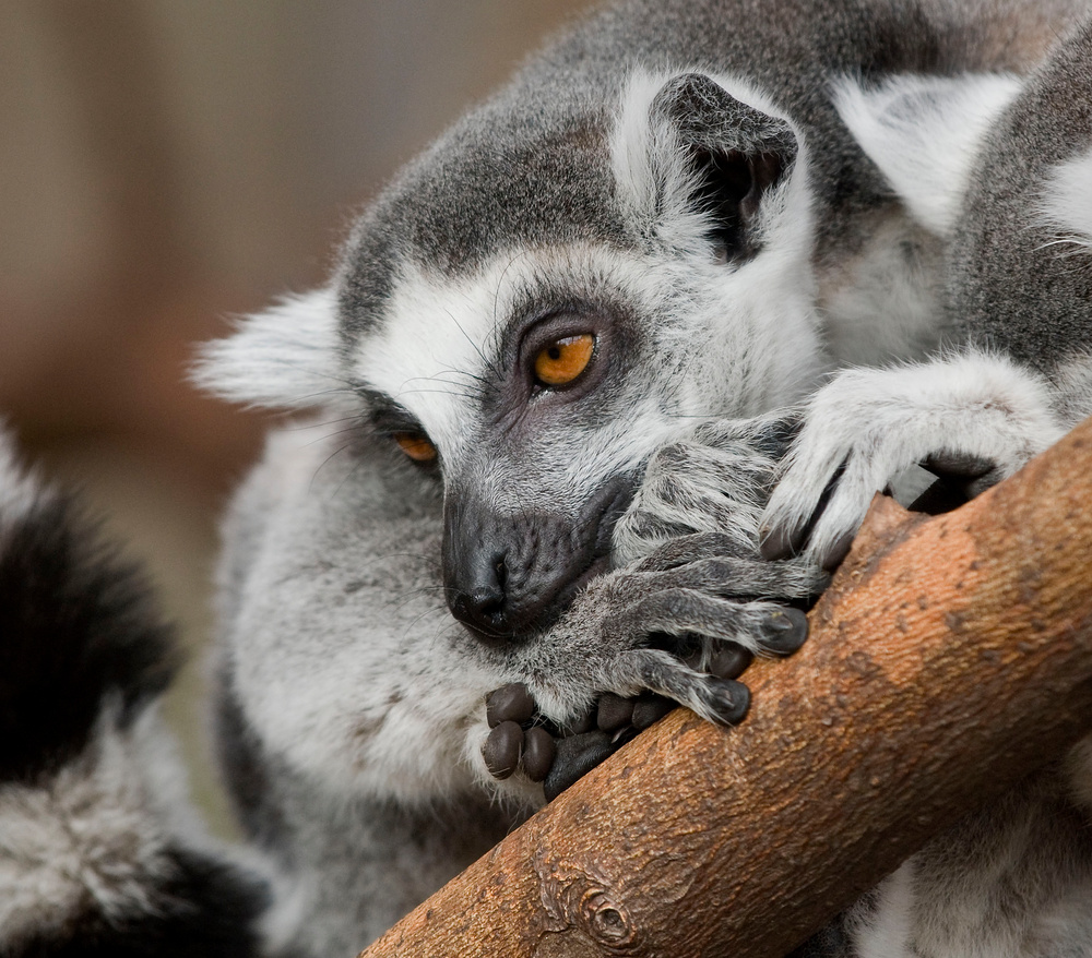 träumt von Madagaskar