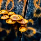 Träuschlingsverwandte eine Familie der Pilze und Flechten