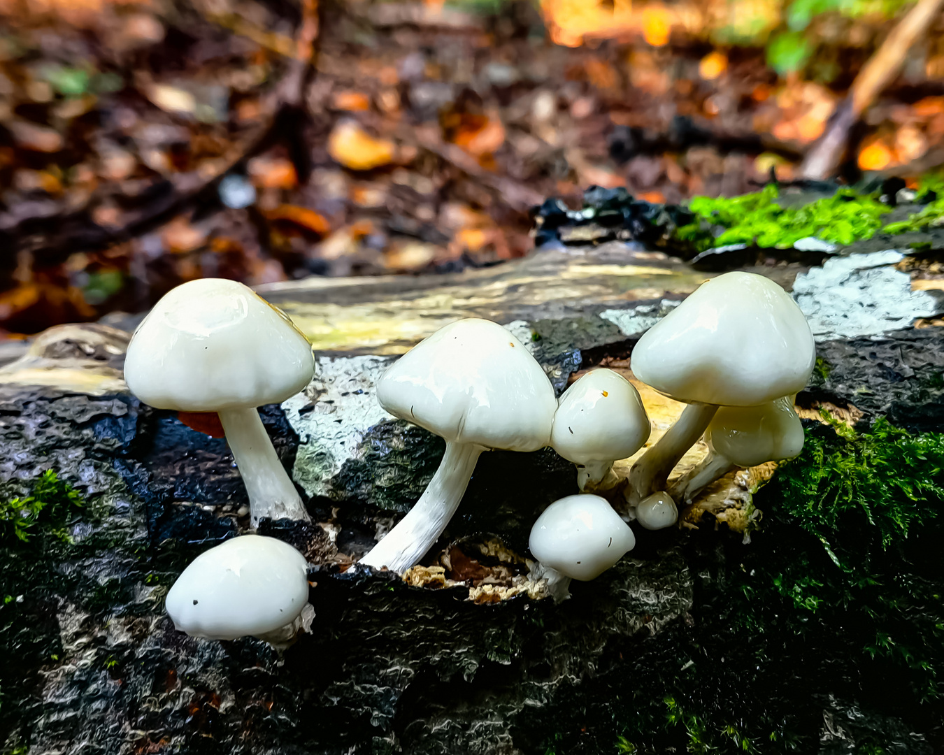 Träuschlingsverwandte eine Familie der Pilze und flechten