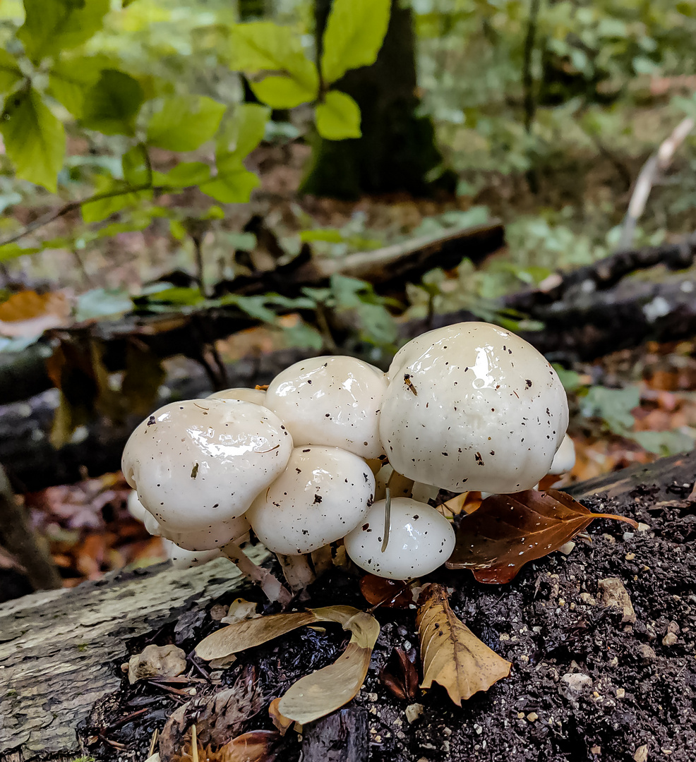 Träuschlingsverwandte eine Familie der Pilze und flechten