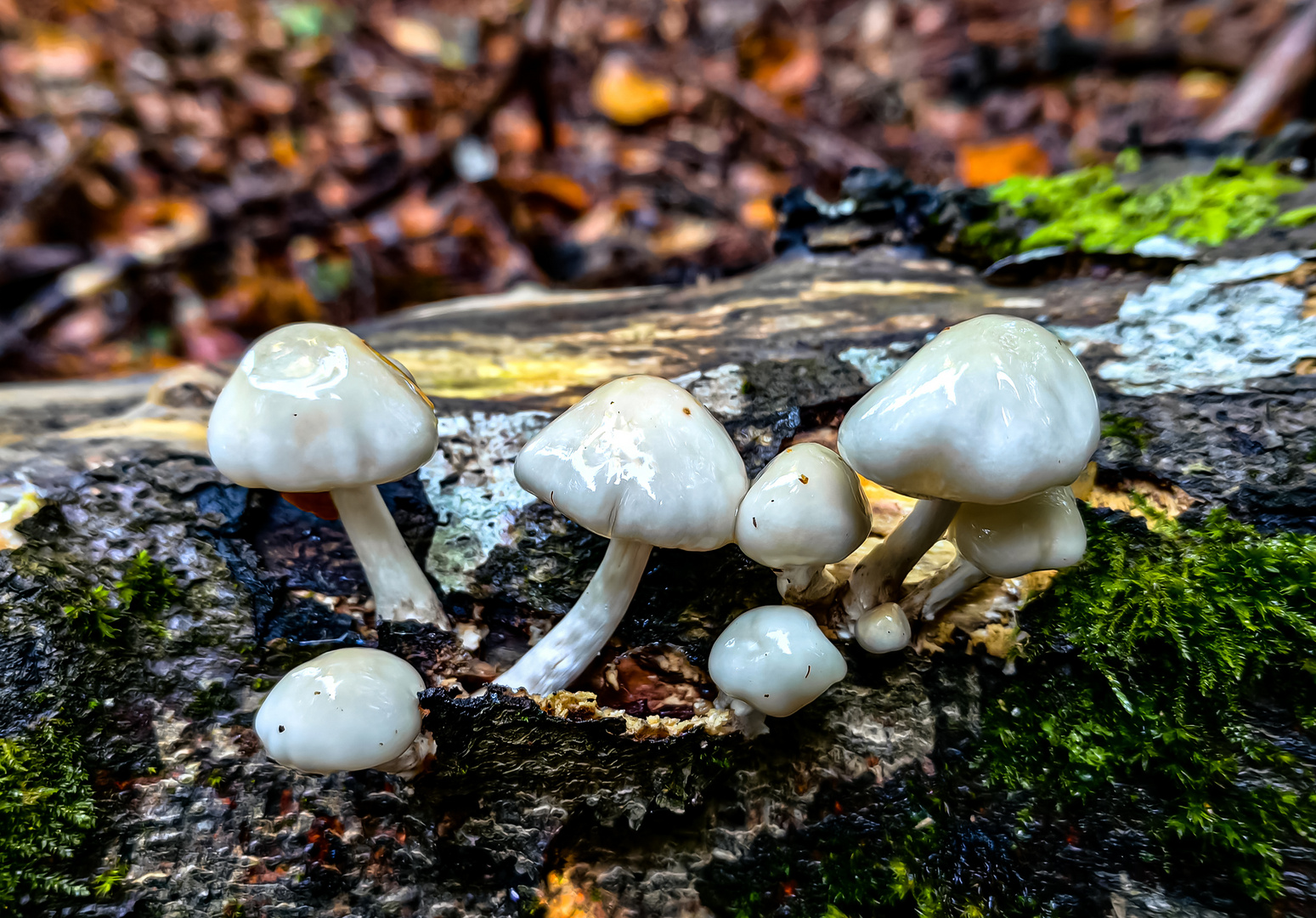 Träuschlingsverwandte eine Familie der Pilze und flechten