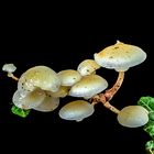 Träuschlingsverwandte eine Familie der pilze und flechten