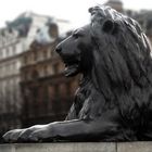 Trafalgar's Lion