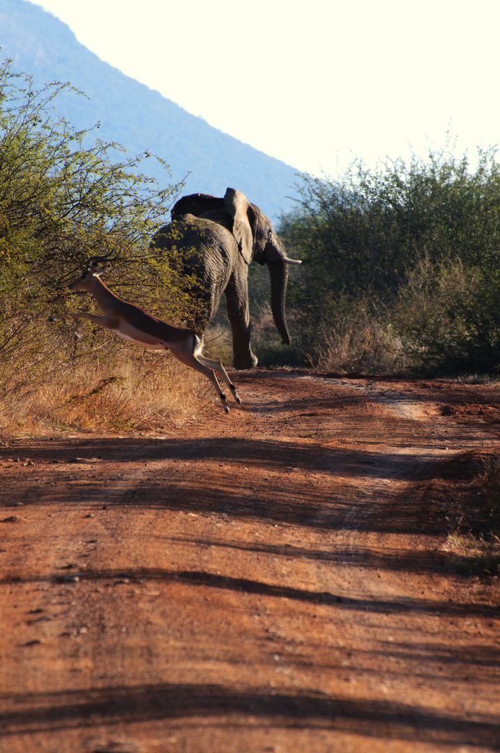 Traffic Jam, Safari Südafrika