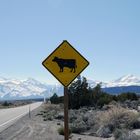 Traffic sign with cow