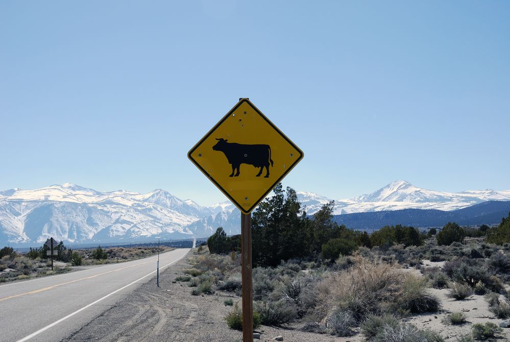 Traffic sign with cow